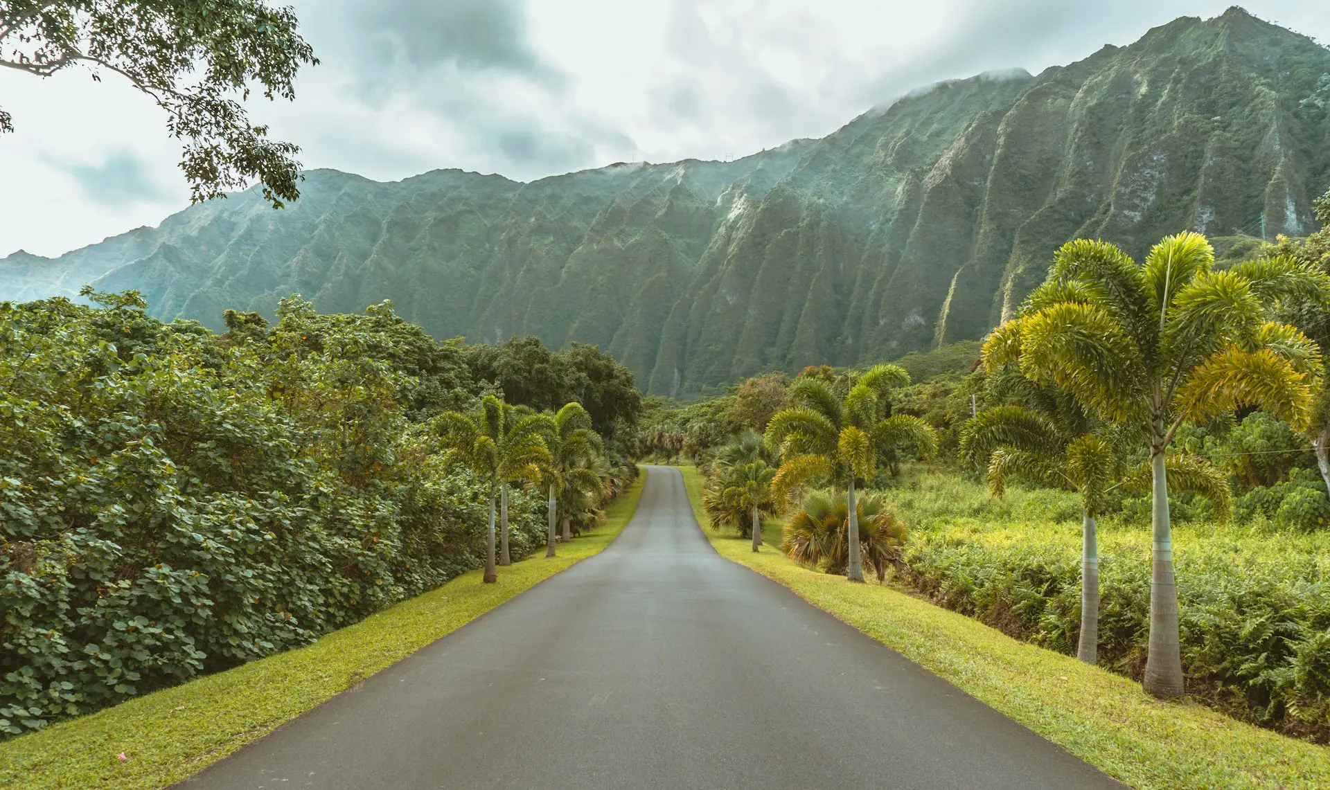 asphalt road beside trees